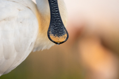 Skedstork 