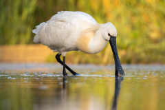 Skedstork 