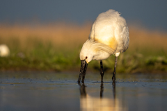 Skedstork 