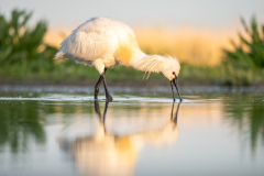 Skedstork 