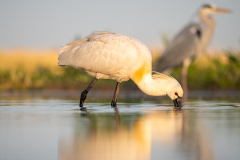 Skedstork 