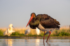 Svart stork