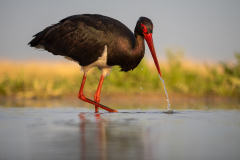 Svart stork