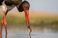 Svart stork
