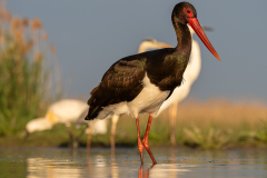Svart stork