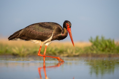 Svart stork