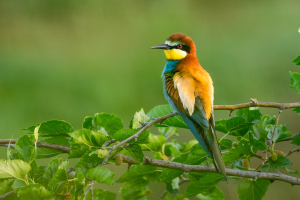 Bulgaria | Bee-eaters