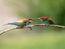 Bee-eaters