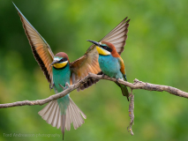 Bee-eaters