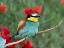 Bee-eater