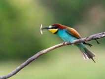 Bee-eater