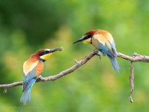 Bee-eaters
