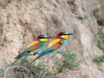 Bee-eaters