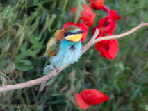 Bee-eater