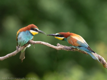 Bee-eaters