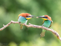 Bee-eaters