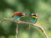 Bee-eaters