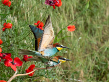 Bee-eaters