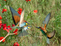 Bee-eaters