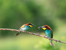 Bee-eaters