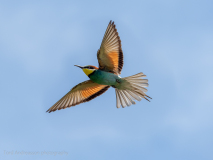 Bee-eater