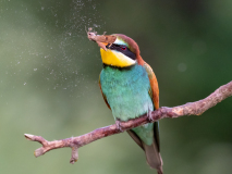 Bee-eater