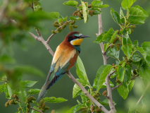 Bee-eater