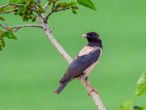 Rosy Starling