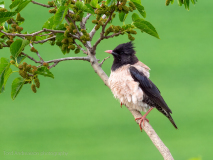 Rosy Starling