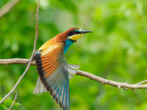 Bee-eater