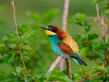 Bee-eater