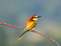 Bee-eater