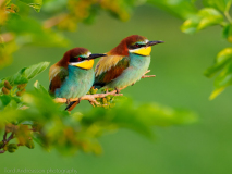 Bee-eaters