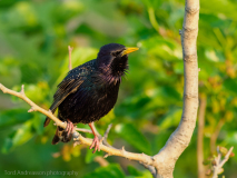Starling
