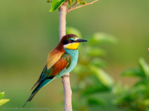 Bee-eater