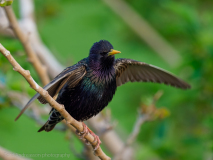 Starling