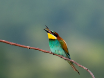 Bee-eater