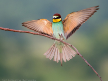 Bee-eater
