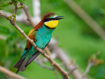 Bee-eater