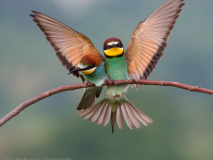 Bee-eaters