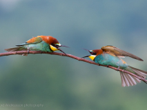 Bee-eaters