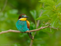 Bee-eater