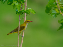 Golden Oriole