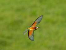 Bee-eater