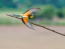 Bee-eater