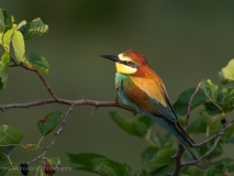 Bee-eater
