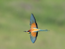 Bee-eater