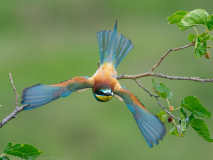 Bee-eater