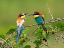 Bee-eaters