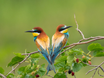 Bee-eaters